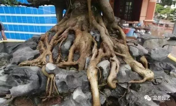 龙凤盆景多少钱一盆,现在值钱的盆景