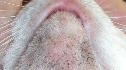 皇家猫粮有什么问题,关于皇家猫粮