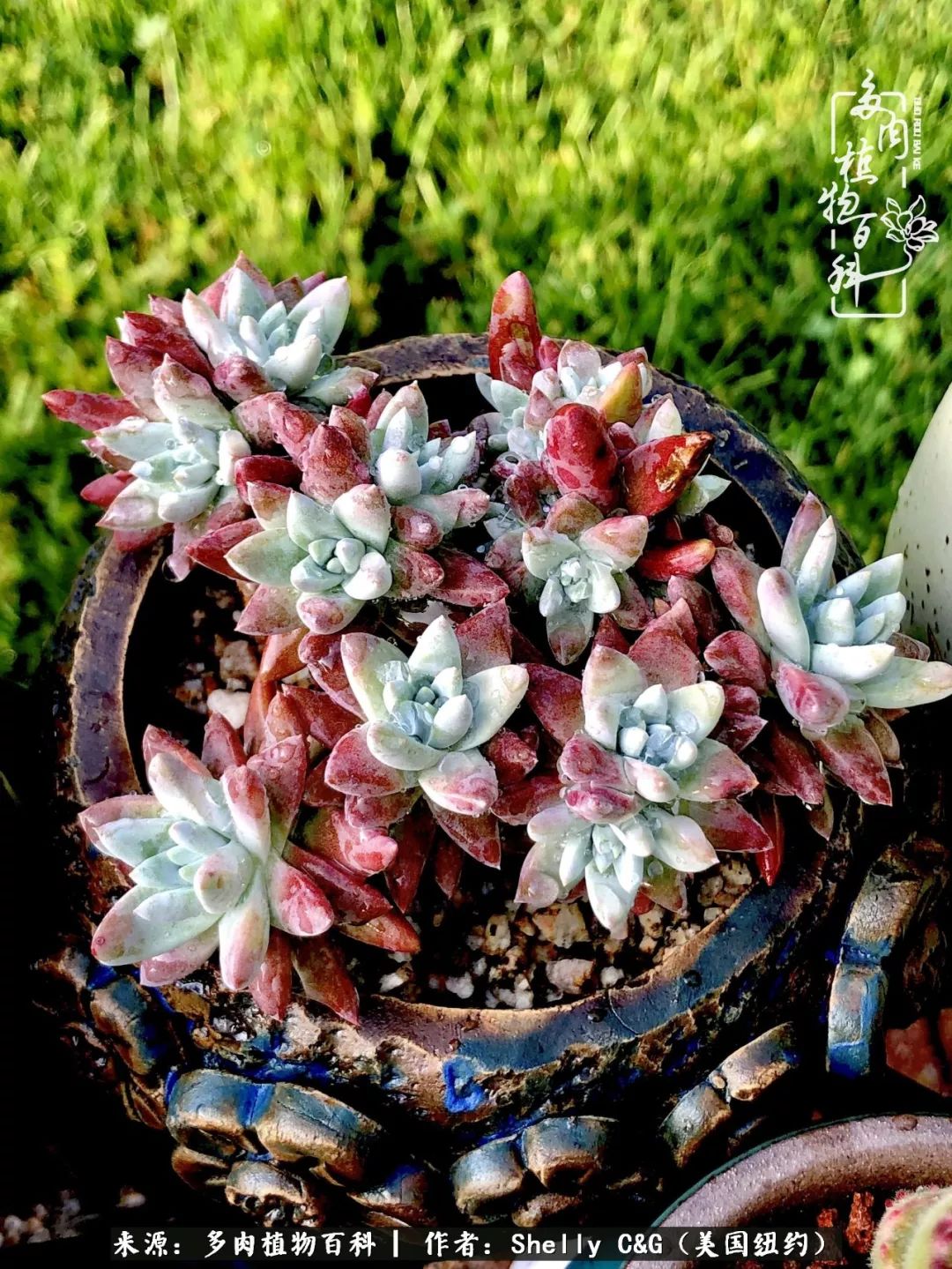 美国纽约有多少华裔人,美国纽约有多少个华人