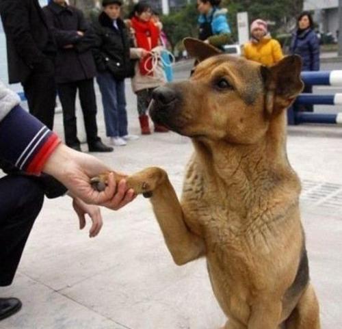 什么样的狗最旺,旺主人的狗有什么特征