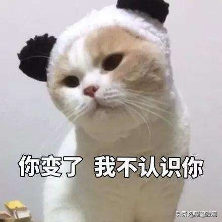 猫咪为什么要弄双眼皮,南京给猫割双眼皮