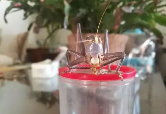 蝈蝈叫百日虫吗,蝈蝈为啥才75天就趴不动了