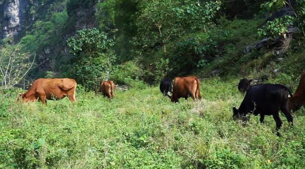 山区农村如何发家致富,农民收入低如何发家致富