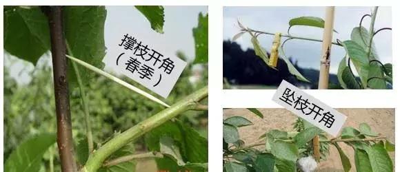 大樱桃病虫害全年防治方法有哪些,大樱桃病虫害全年防治方法直播间