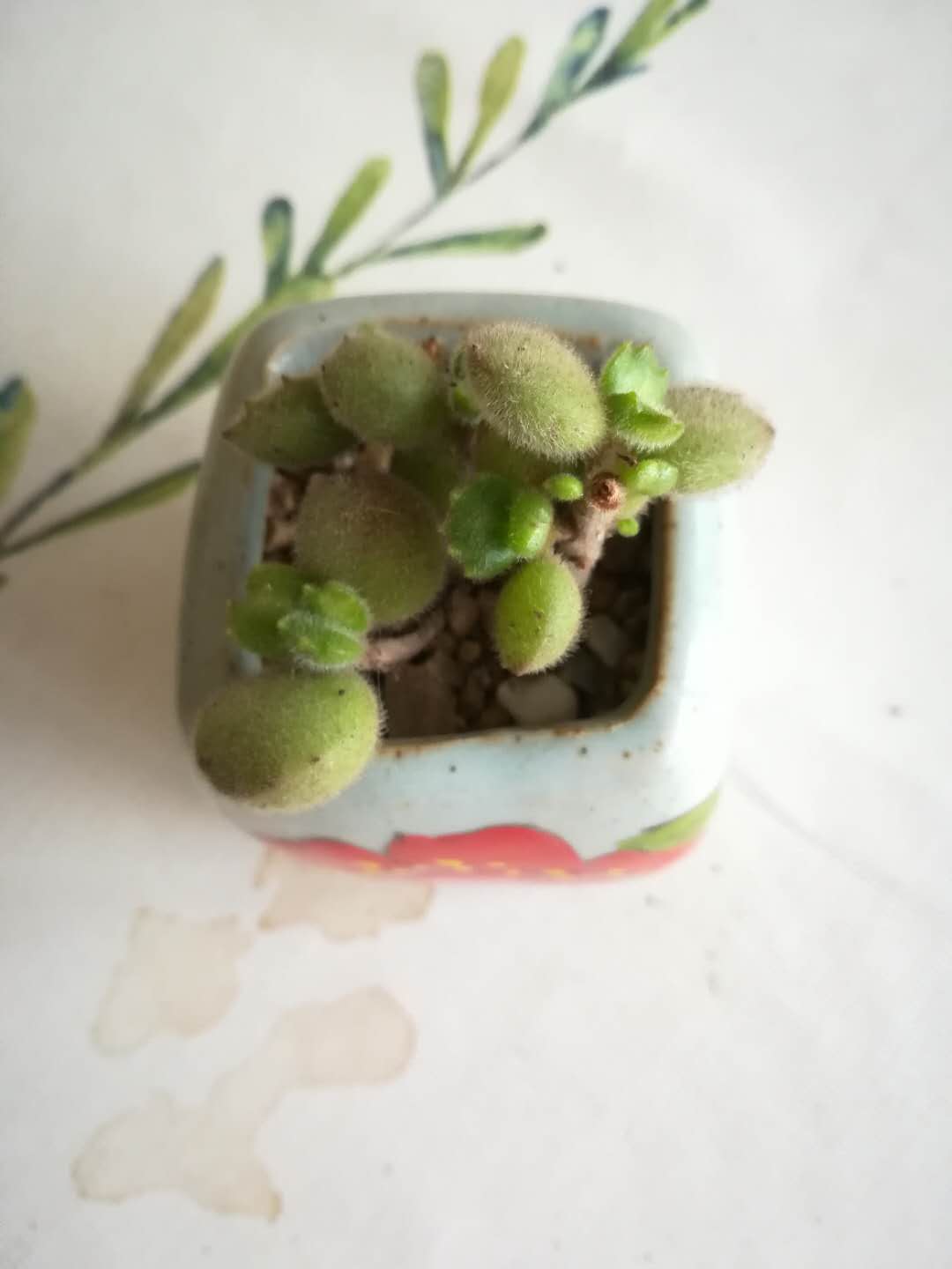 多肉熊童子有什么区别,韩版多肉和国产的区别