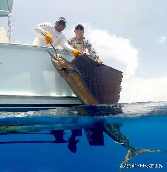 旗鱼在海洋中游动的速度可达290dm,旗鱼速度200公里