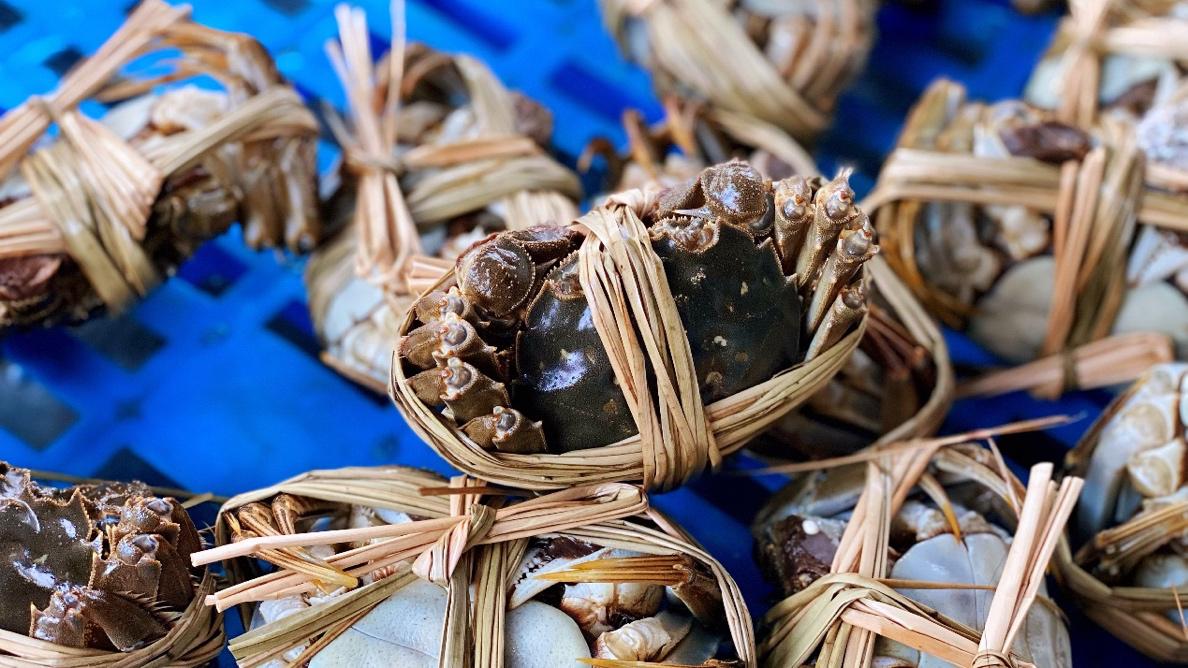 又是一年大闸蟹季,又到了河蟹收获季节