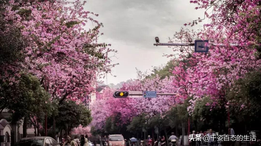 广西低调小城竟然藏了个小奈良,广西有座低调的养老小城