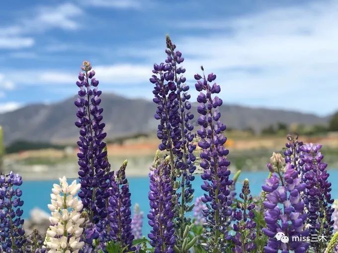 新西兰自驾游需要注意什么,新西兰自驾游要带什么东西