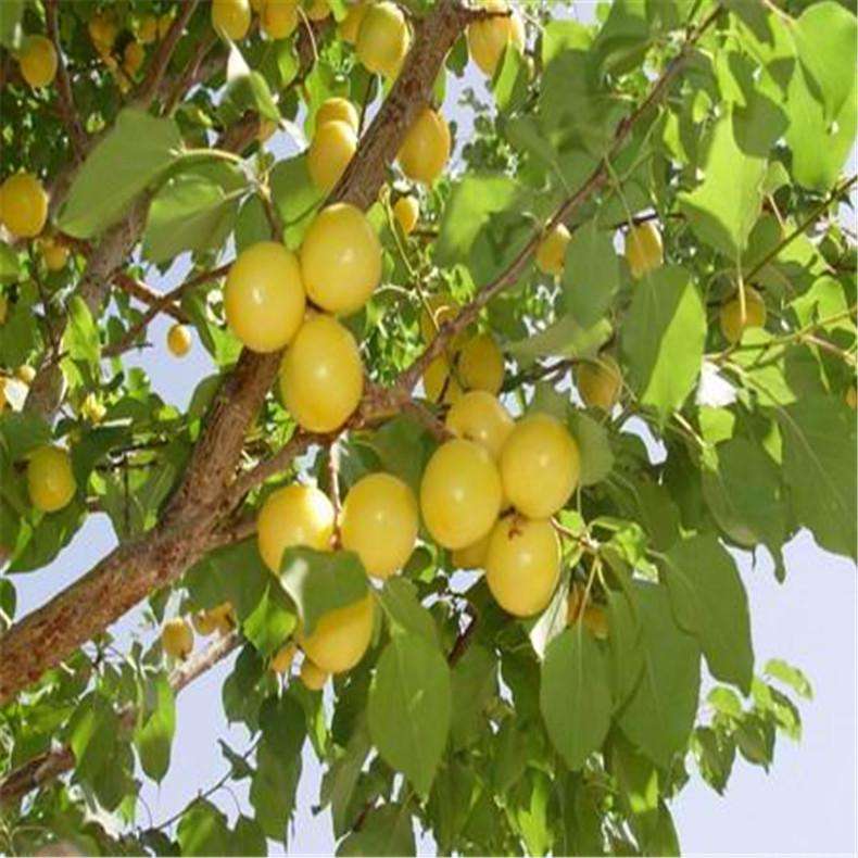 学霸说理综能考270,理综273分学霸整理