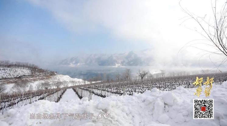 东北人才懂,东北人才懂的味道