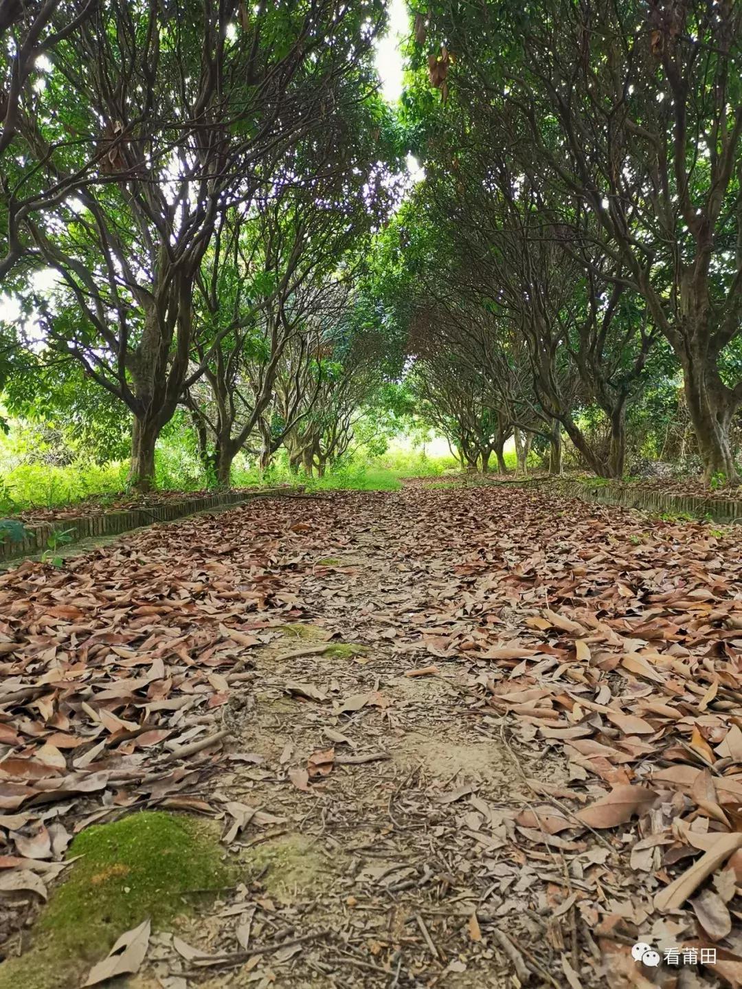 莆田快乐农庄风景视频,莆田华林快乐农庄