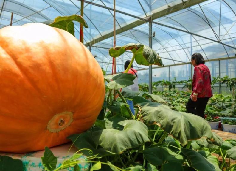 致富商机农村冷门小型加工厂,农村冷门小本创业生意