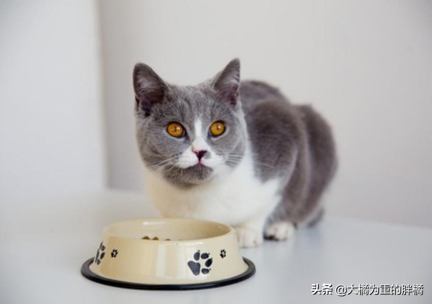 猫不吃新猫粮？原来受这些原因影响，别忙着丢，用这3个办法试试