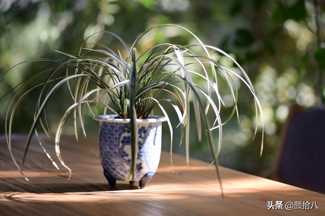 花园里的银边麦冬太好看，竟然被偷了|园丁