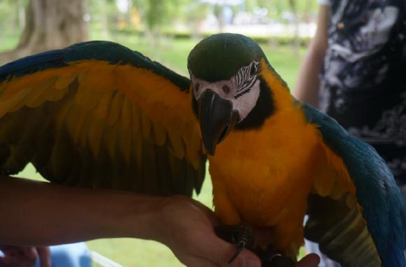 灰机鹦鹉品种,黑色鹦鹉品种推荐大全视频