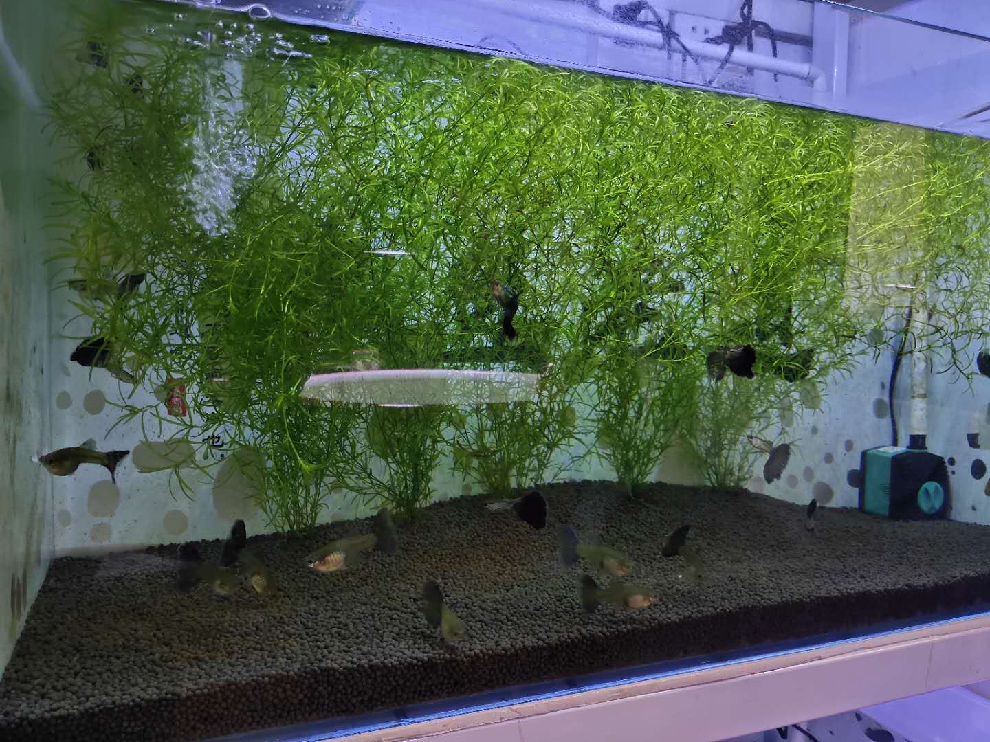 观赏鱼水草自然繁殖,观赏鱼用什么水草养最合适