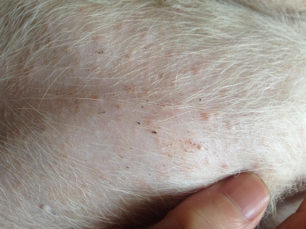 我家狗狗长“痘痘“了？你的一时疏忽可能让狗狗瘙痒难忍