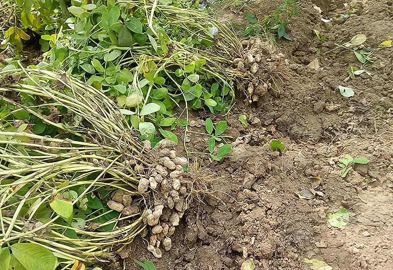 今年花生什么时间能收获,花生减产怎么办