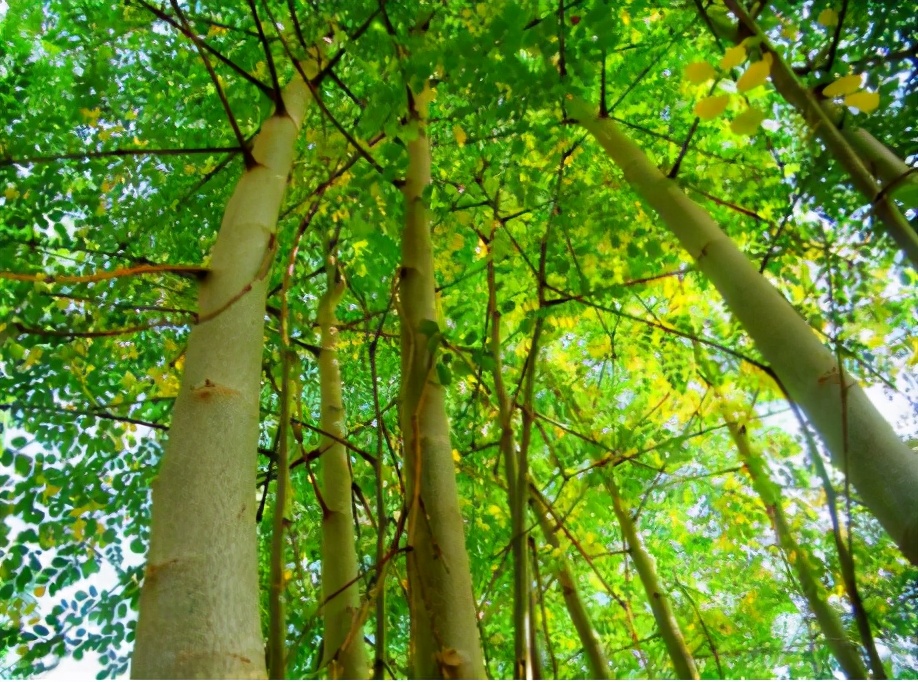 盘一盘树木在营养健康方面为人类做出的贡献