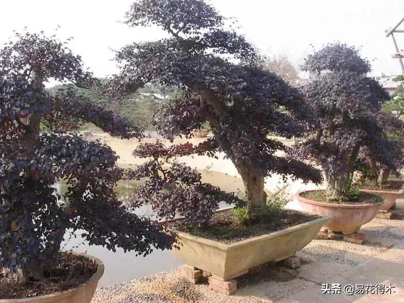 椤剁骇鐧借姳妾垫湪鐩嗘櫙,鐧借姳妾垫湪鐩嗘櫙鏋湪閫㈡槬