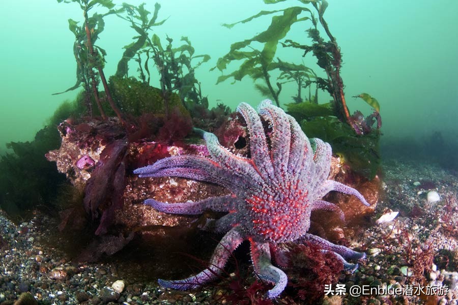 40种奇葩的海星,18种恐怖的海星