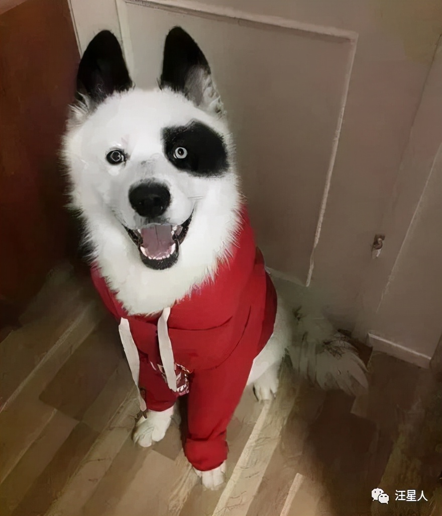 哈士奇和萨摩结合,生下了只超丑的宝宝,可没想到长大后这么飒