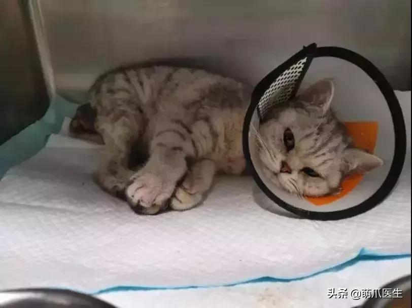 品种猫与土猫的区别,怎么分辨品种猫和土猫