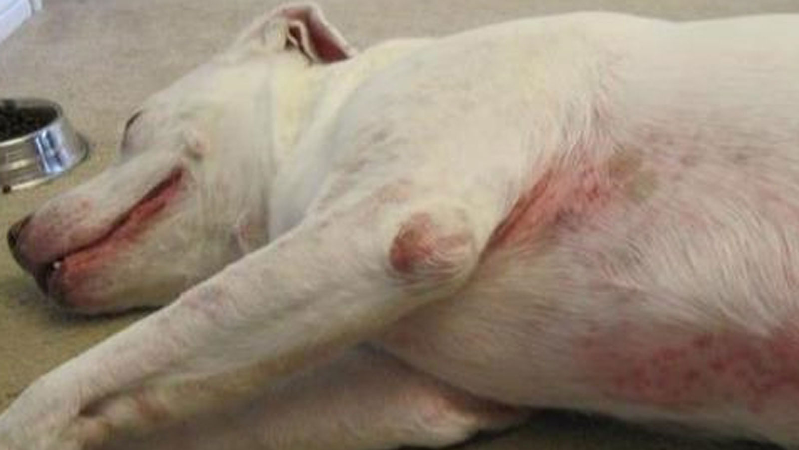 狗可以吃鱼虾么,狗可以吃什么水果大全