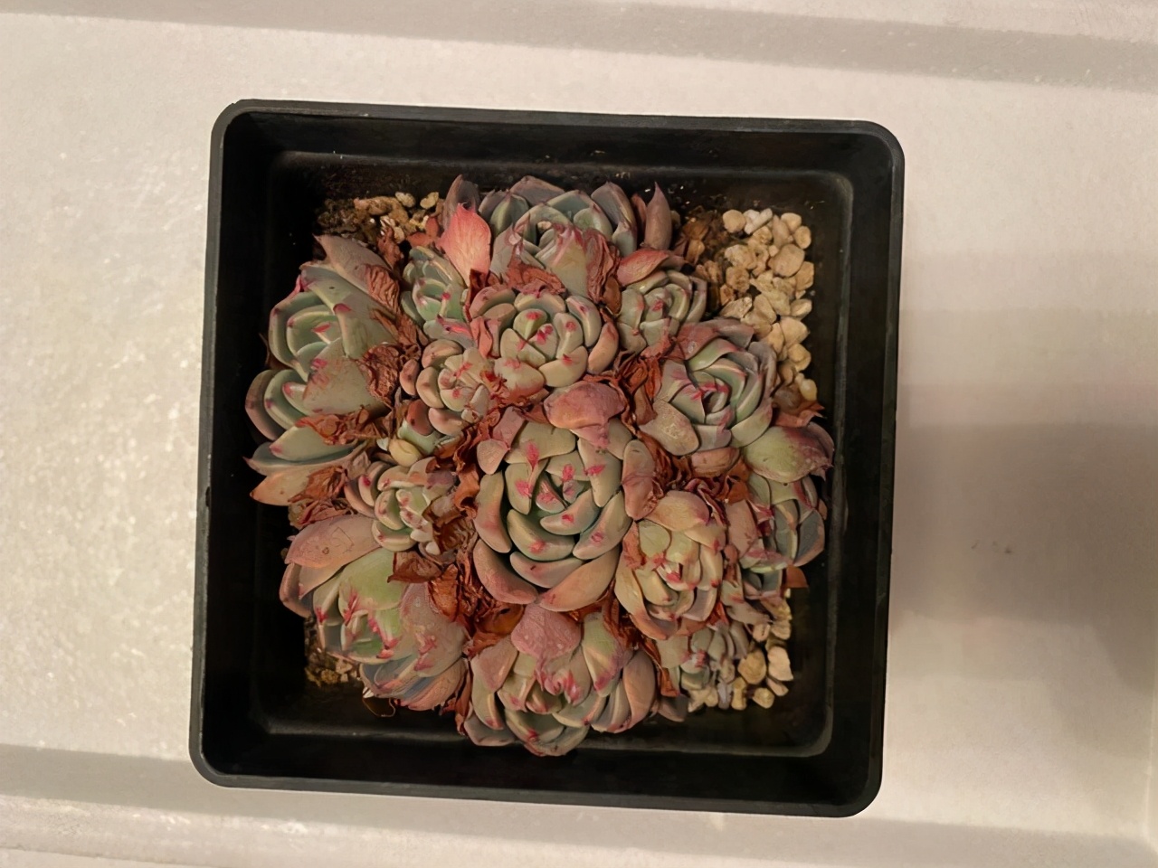 多肉黑方盆选什么颜色,养多肉小苗用啥盆好看