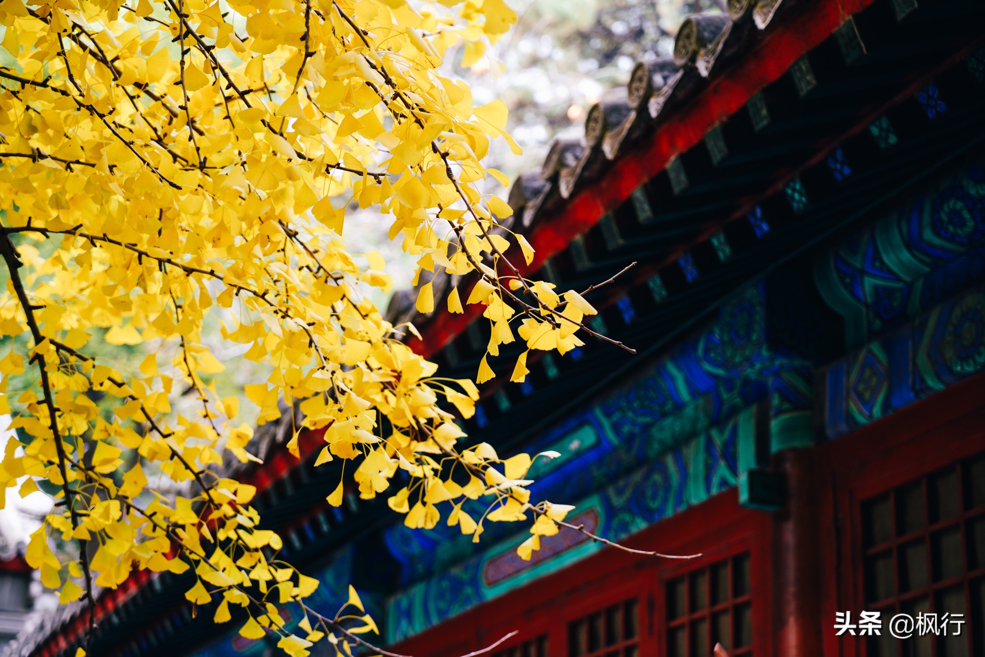 北京18个看银杏的好地方在哪,北京八大处看银杏攻略