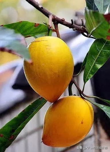 猕猴桃会使舌头出血吗,猕猴桃会刺到流血吗