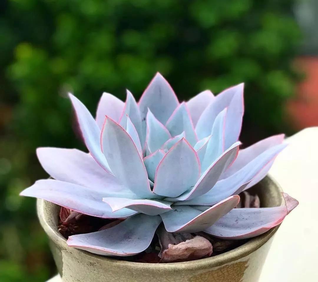 1000种多肉植物图鉴大全大图,景天科1000种多肉植物图鉴