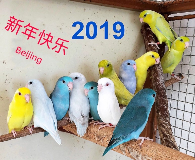 新手养鹦鹉的基本常识,新手养鹦鹉基础知识