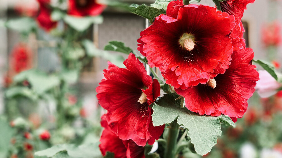 关于蜀葵的诗词名句,蜀葵经典诗词