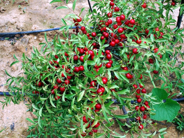 农村发现的这种野果你吃过吗,哪些野果是钙果