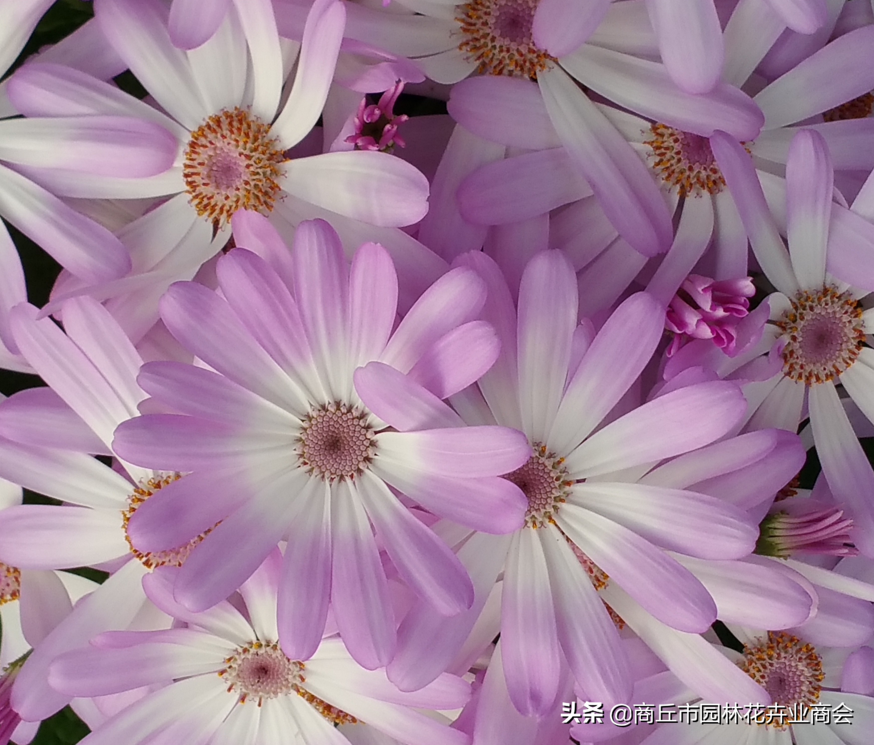可以做农药的植物,家庭自制植物生长营养剂