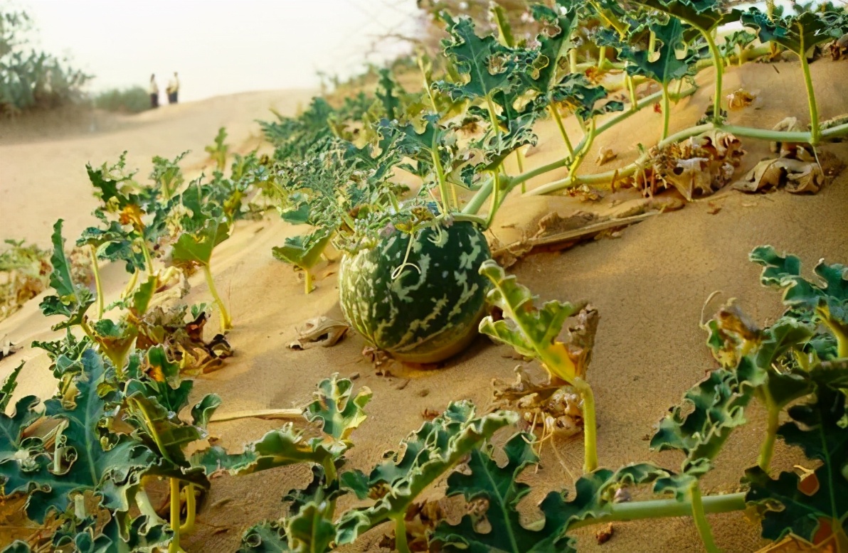 沙漠里有西瓜为何无人敢吃,沙漠里遍地是西瓜为何无人敢吃