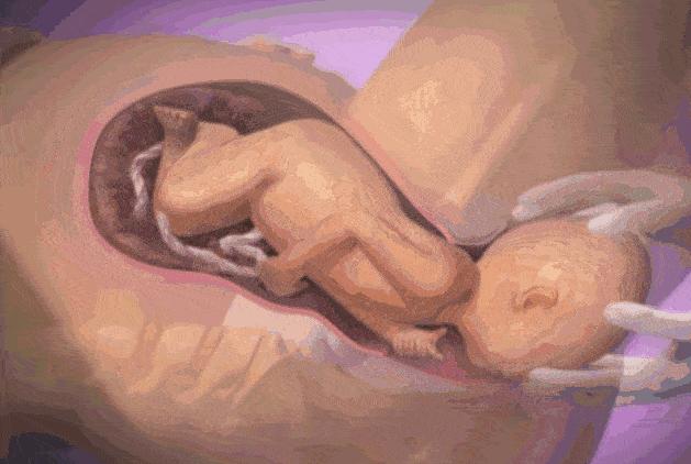 孕妇胎儿动图,3d动图视频怎么做