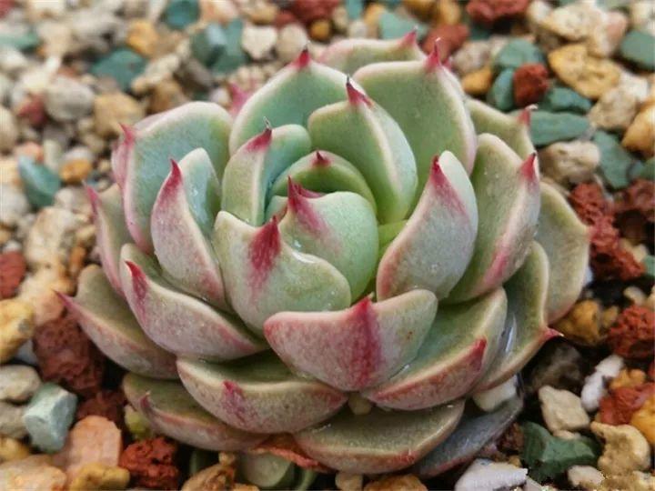 什么多肉夏天也可以继续生长,教你十大多肉养护技巧