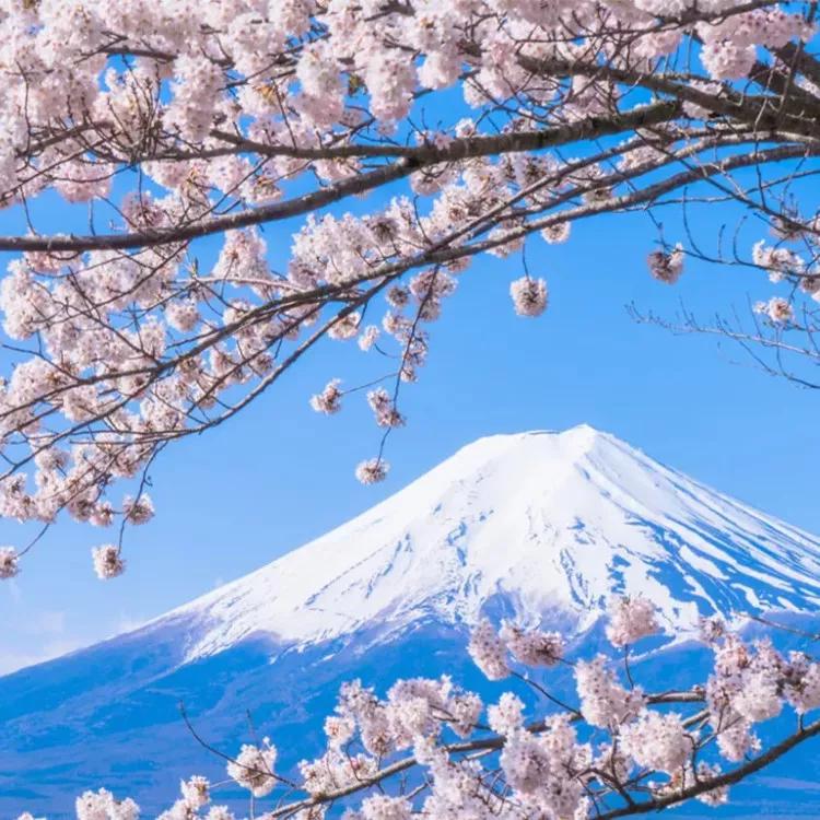 日本樱花现在还在开吗,日本樱花快要开放了吗