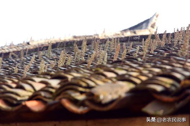 蟾蜍进宅寓意,蟾蜍进屋是吉是凶兆