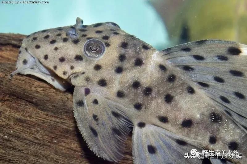 每天认识一种鱼的图片,老鼠斑异型鱼野生和人工区别