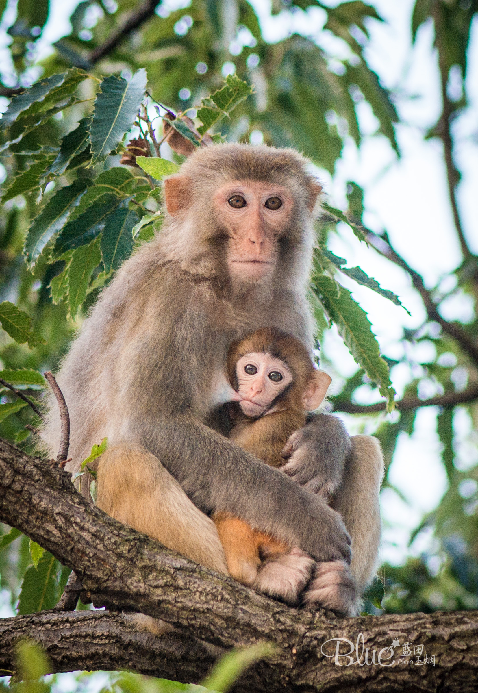 连云港著名景点花果山的传说,连云港的花果山景区