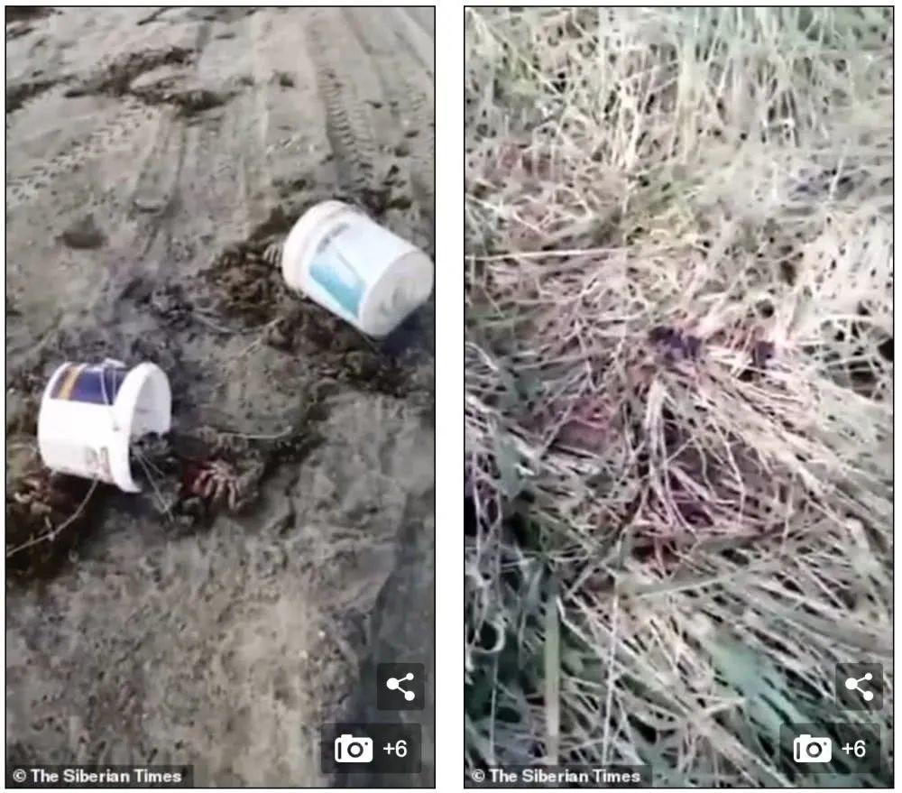 猛兽袭人事件】三毛别*案惨**