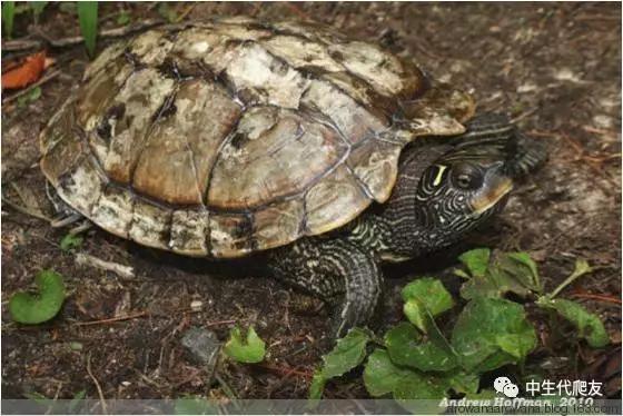 地图龟成体样子,地图龟种类及图解