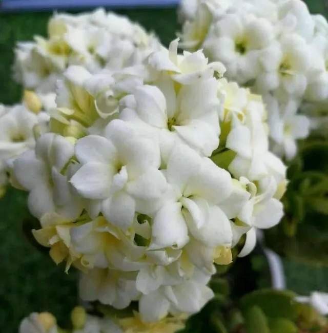 长寿花单瓣品种大全,长寿花100种颜色图片