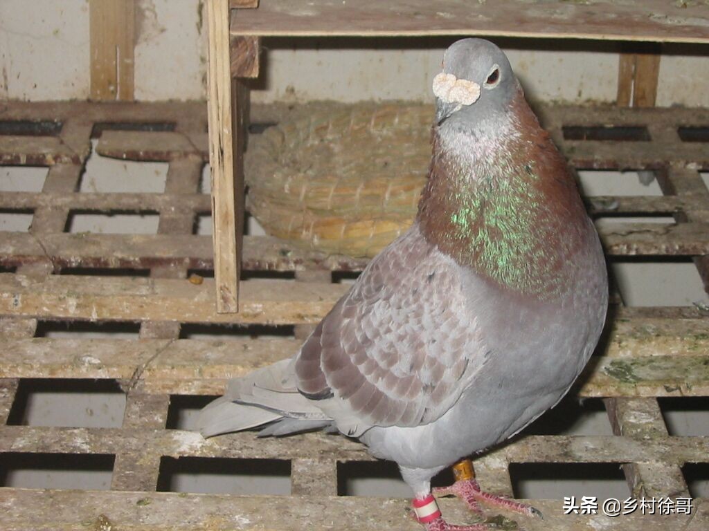 信鸽营养价值及功效,信鸽粪便识鸽病及用药