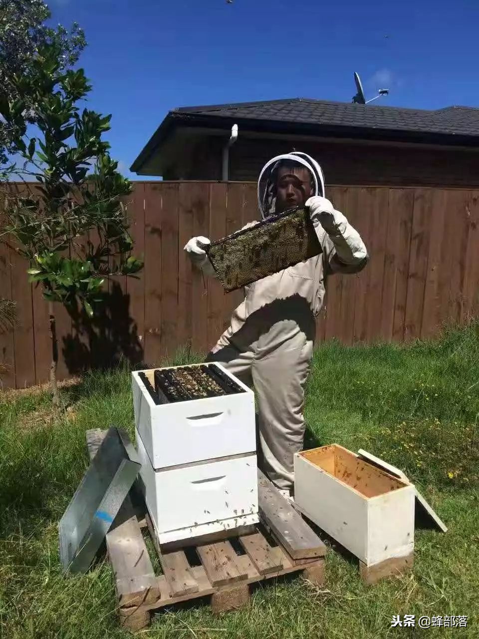 国内养蜂与国外养蜂的区别,中国蜂业与西方养蜂的区别