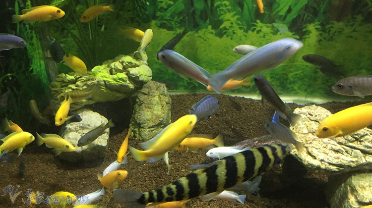 越南自驾游一日游视频,越南一日游芒街和谅山